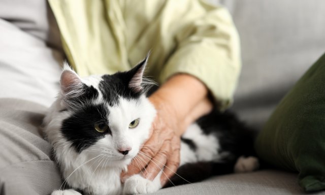 Kvinne holder rundt og koser med en katt